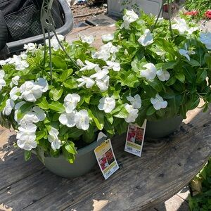 Vinca annuals  only 2 left for today